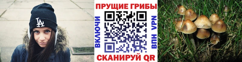 Купить где  Тара  Псилоцибиновые грибы MAGIC MUSHROOMS 